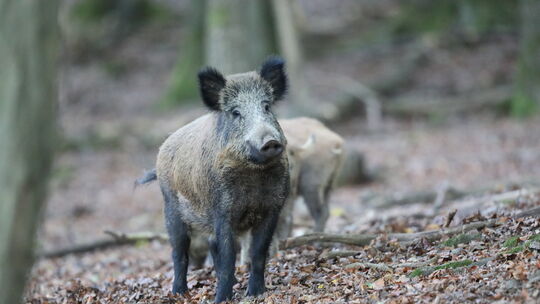 Wildschweine trauen sich immer mehr in Gebiete, in denen sie auf Menschen treffen.
