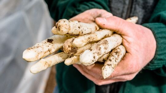 Erntehelfer hält frisch gestochenen Spargel in den Händen