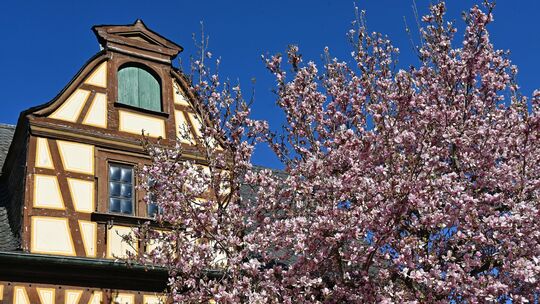 Am Mittelrhein hat die Vegetation im Frühling einen Vorsprung, wie sich etwa an dieser blühenden Magnolie in Oberwesel auf unser