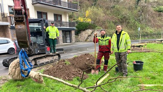 Mit Minibagger und Schaufel heben die Baumpflanzer die erforderlichen Gruben aus, um die für den jeweiligen Standort gut geeigne
