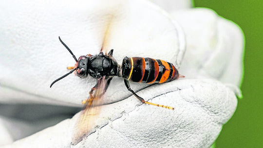 Die Asiatische Hornisse ist auf dem Vormarsch - auch im Rhein-Hunsrück-Kreis.