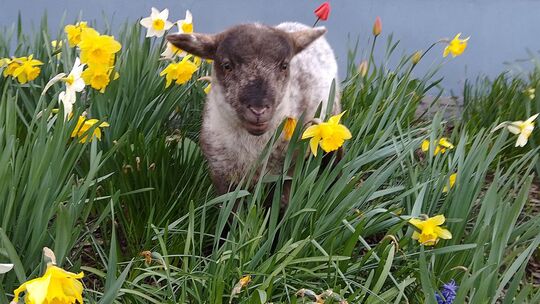 Glücklich in einem Meer aus gelben Narzissen: So hat Hans Werner Ostern gefeiert.