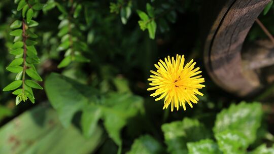 Löwenzahn im Garten