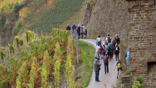 Wandern im Weinberg