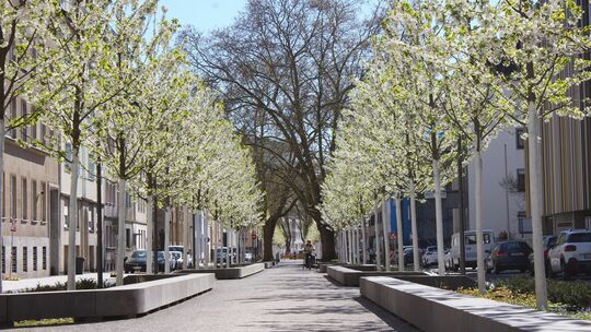 Leuchtend weiß blühen derzeit die Kirschbäume in der neu gestalteten Südallee in Koblenz.