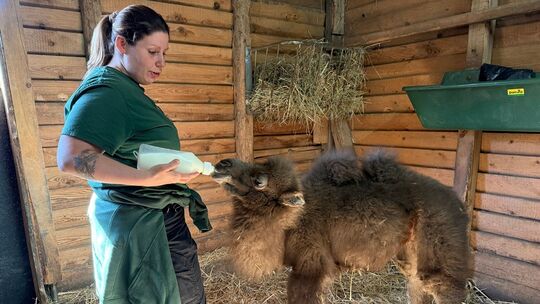 Trampeltier-Nachwuchs im Neunkircher Zoo geboren
