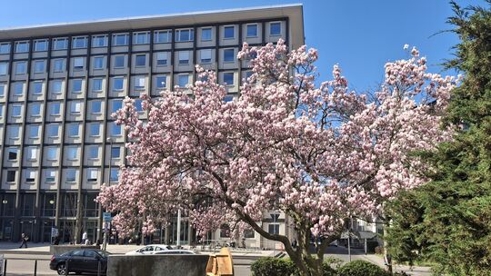 Schauplatz des Verfahrens: das Koblenzer Amts- und Landgericht