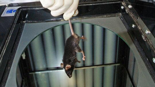 Die Zahl der Tierversuche in Rheinland-Pfalz nimmt ab. Allerdings nimmt die der zu Forschungszwecken getöteten Tiere zu. (Symbol