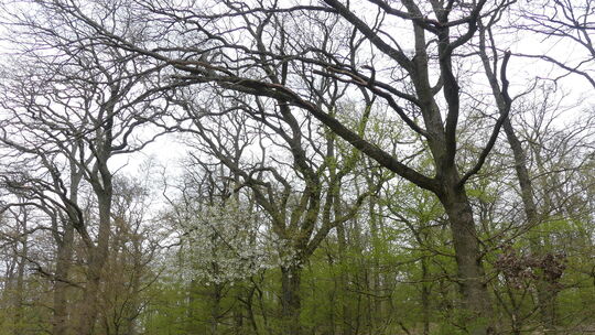 Die Bewirtschaftung der Waldflächen von Orten der ehemaligen VG Stromberg liegt künftig in der Verantwortung des neu gegründeten