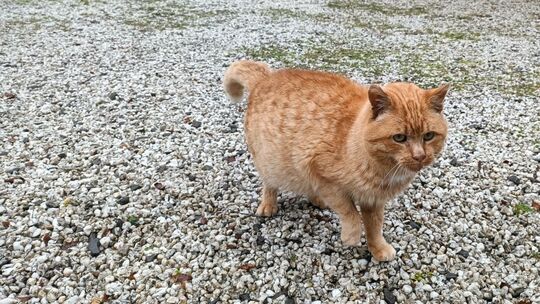 Kater Foxi ist nach einer längeren Auseinandersetzung wieder zurück bei den Lindners in Weyerbusch - unter Auflagen.