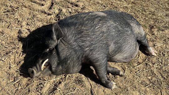 Ein Schwein vom Tierlebenshof in Kirchberg.
