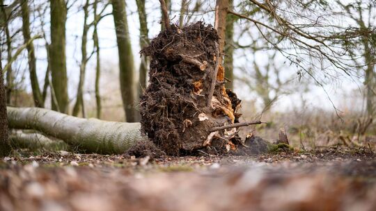 Baum umgestürzt - Tote bei Flensburg Baum umgestürzt - Tote bei Flensburg