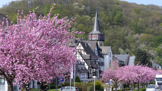 Die Kirschblüte in Oberwinter, direkt nebenan verläuft die B9.