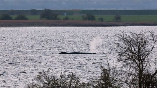 Buckelwal liegt weiter in Wismarer Bucht