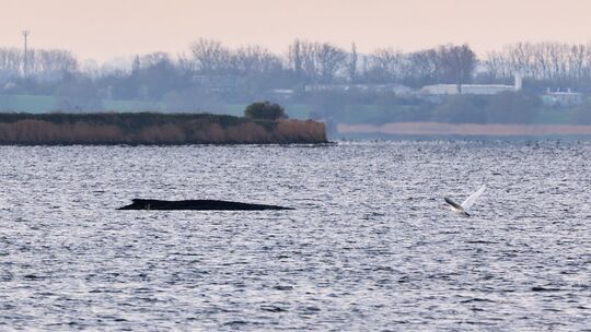 Buckelwal liegt weiter in Wismarer Bucht