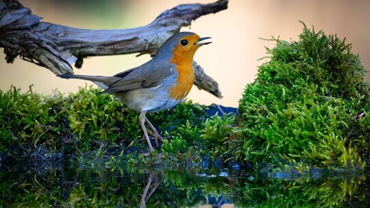 Naturklänge aus heimischen Wäldern wirken besonders erholsam