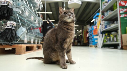 Katze "Lotti" lebt in Baumarkt
