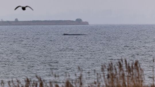 Buckelwal liegt weiter in Wismarer Bucht