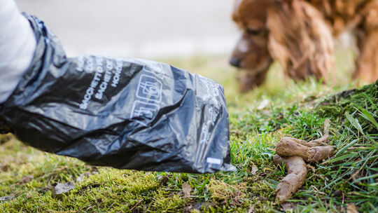 Ein Mann greift auf einer Wiese mit einem Hundekotbeutel nach einem Hundehaufen. (Symbolbild)