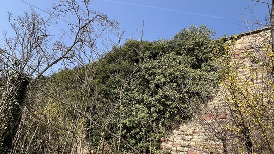 Der starke Efeubewuchs an der historischen Stadtmauer hinter dem Jahnhallenparkplatz soll zurückgeschnitten werden.