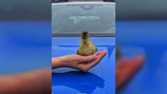 In Gewahrsam genommen wurde der kleine "Very Important Piepser", der der Kirner Polizei am Sonntagmorgen in die Hände fiel.