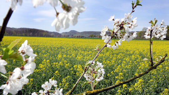 Ein Rapsfeld in Sinzig, hinten ist die Landskrone zu erkennen.