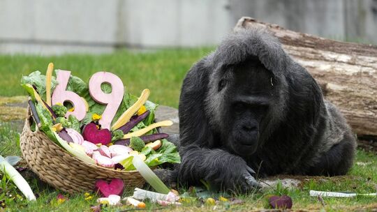 69. Geburtstag der Gorilla-Dame Fatou im Berliner Zoo 69. Geburtstag der Gorilla-Dame Fatou im Berliner Zoo