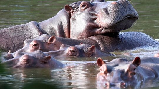 Invasive große Tiere in Seen: Jede zweite Art macht Probleme