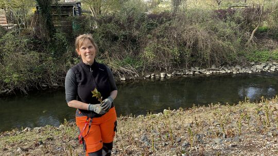 Elke Busch hält am nun wieder sichtbaren Aarufer einen Knöterich in Händen.