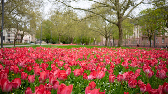 Teile des Clemensplatzes verwandeln sich zeitweise zu einem roten Tulpenmeer.