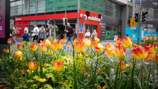 Gelb-rot blühen die Tulpen an der Kreuzung Löhrstraße/Pfulgasse.