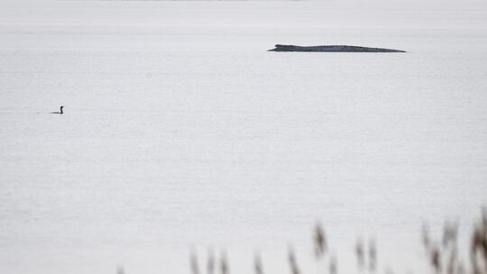 Buckelwal vor der Insel Poel