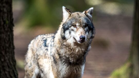 Bislang sind vier Wolfsrudel im Westerwald bekannt.