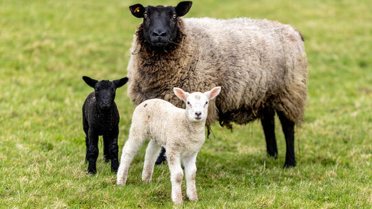 Idylle pur: Ein Schwarzkopfschaf steht mit zwei Lämmern auf einer Wiese nahe der dänischen Grenze. So gut hatte es Lamm Hans Wer