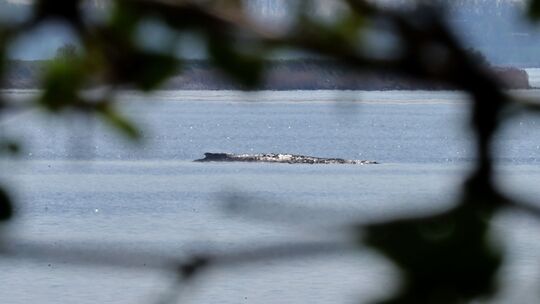 Buckelwal liegt in Wismarer Bucht