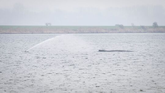 Gestrandeter Buckelwal vor Poel Gestrandeter Buckelwal vor Poel