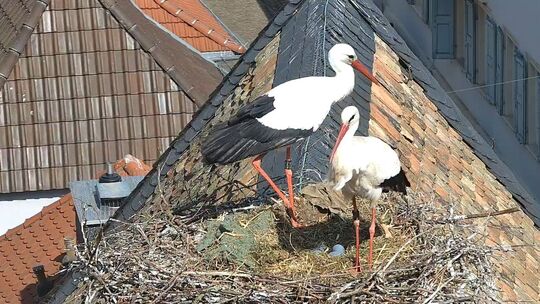 Störche in Rheinland-Pfalz