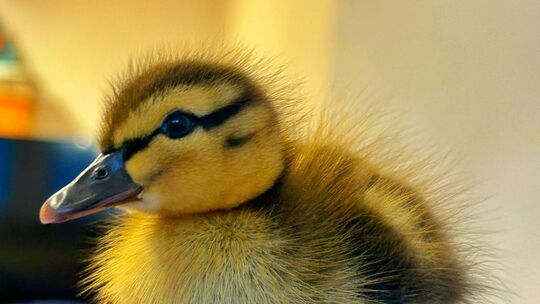 Aus einem tierischen Polizeieinsatz wurde eine rührende Rettungsgeschichte mit glücklichem Ende für den kleinen Watschelgast.