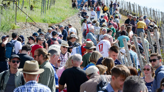 Bis zu 15.000 Besucher werden zum Mittelrheinischen Weinfrühling im Bopparder Hamm erwartet. Ein Sicherheitskonzept ist daher un