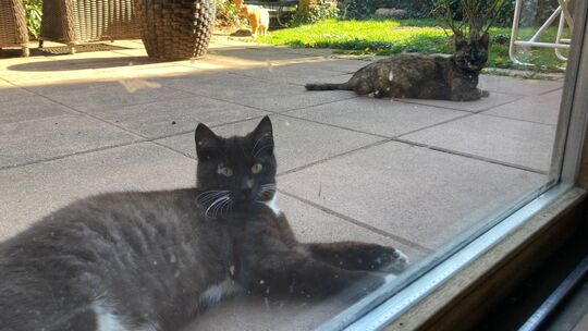 Eine ältere Dame in Wittlich füttert neben ihren eigenen Katzen auch viele Streuner. Nachbarn und Tierschützern ist das nicht re