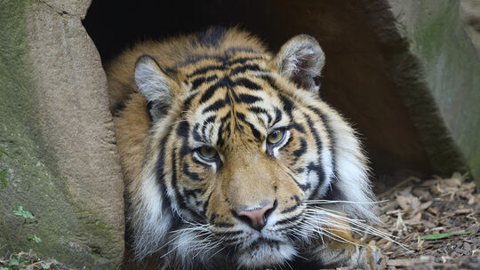 Im Tiererlebnispark Bell leben mehrere Königstiger und Sibirische Tiger.