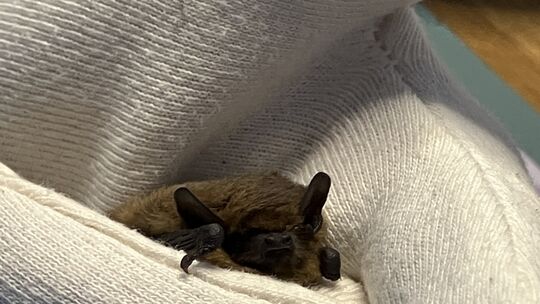 Dieses kleine Mückenfledermaus-Männchen wurde von Sandra Janßen-Weetz begutachtet, nach dem ein Finder sich gemeldet hatte. Das