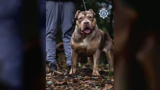 Gerichtsverfahren zu XL Bully in England