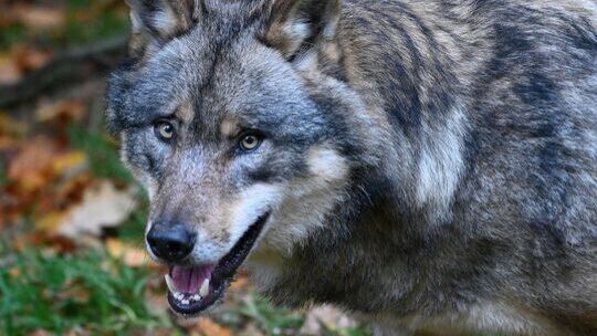 Wölfe sind wiederholt für Angriffe auf Weidetiere im Westerwald verantwortlich.
