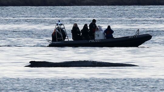 Rettungsaktion für den Buckelwal