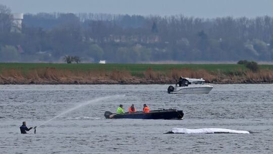 Rettungsaktion für den Buckelwal