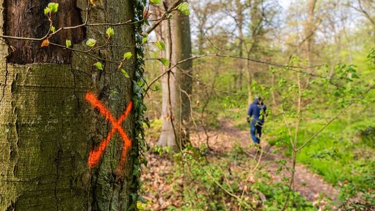 Sichere Wege im Wald