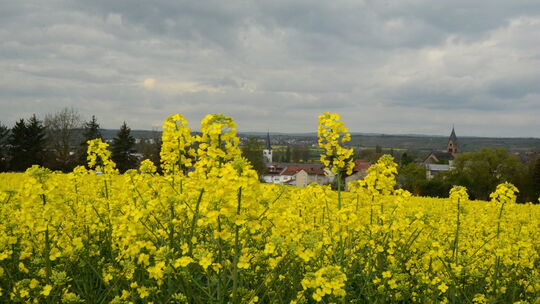 Gibt es im Rahmen der Agrarförderung Unstimmigkeiten, hilft Landwirten die Lea-Foto-App Rheinland-Pfalz. Bei der Mitgliederversa