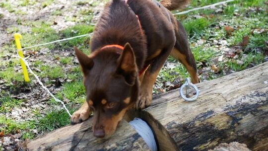 Twende ist im Einsatz und versucht, ein Leckerli zu erschnuppern.