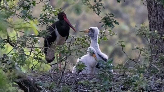Schwarzstörche und andere sensible Arten gibt es in der Region des Wippetals.